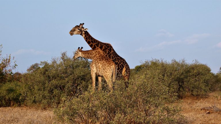 giraffe 4352777 1280