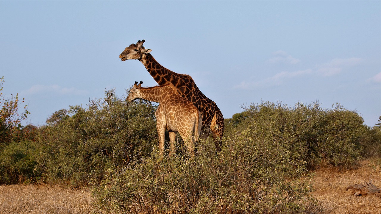 giraffe 4352777 1280
