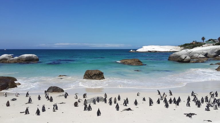 penguins 857206 1280