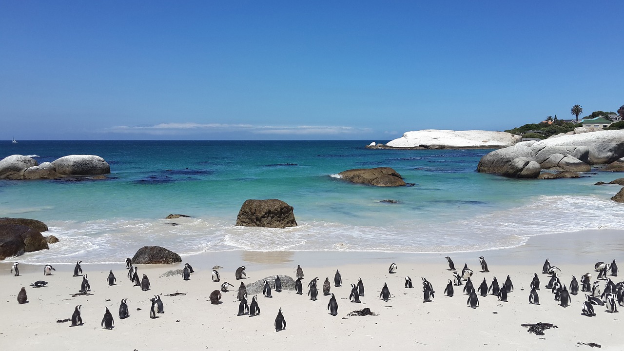 penguins 857206 1280