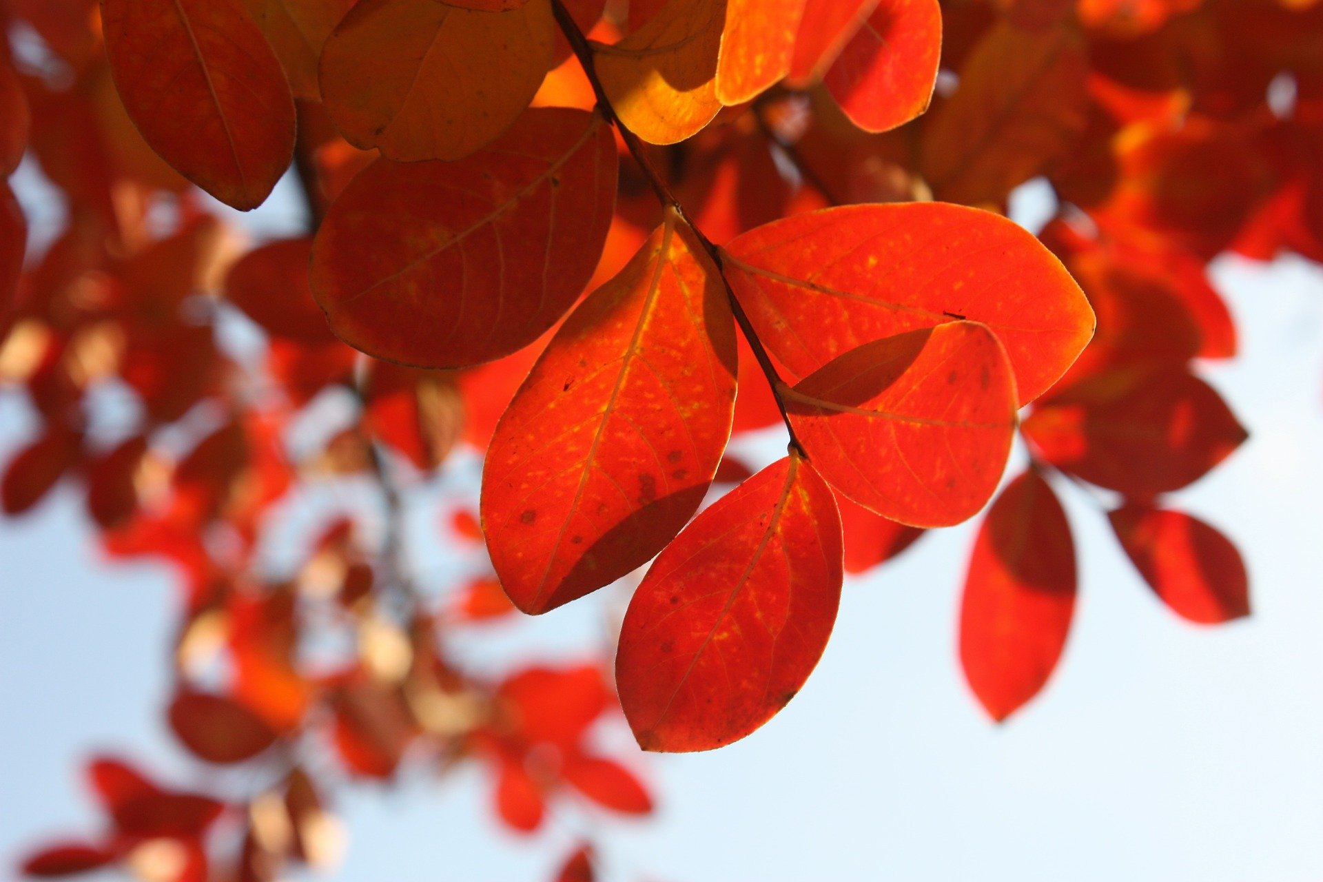 Foliage d'autunno