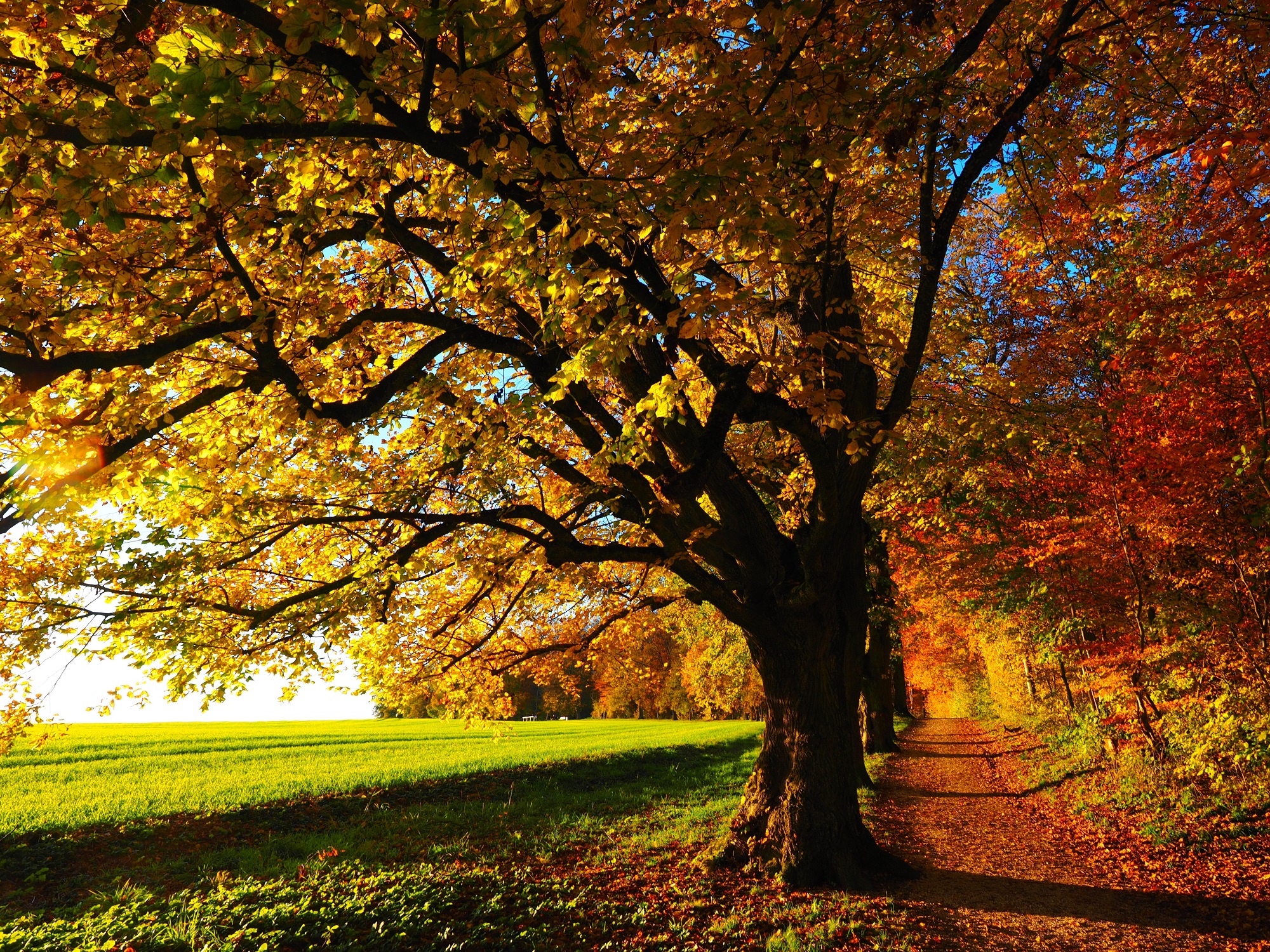 Foliage d'autunno