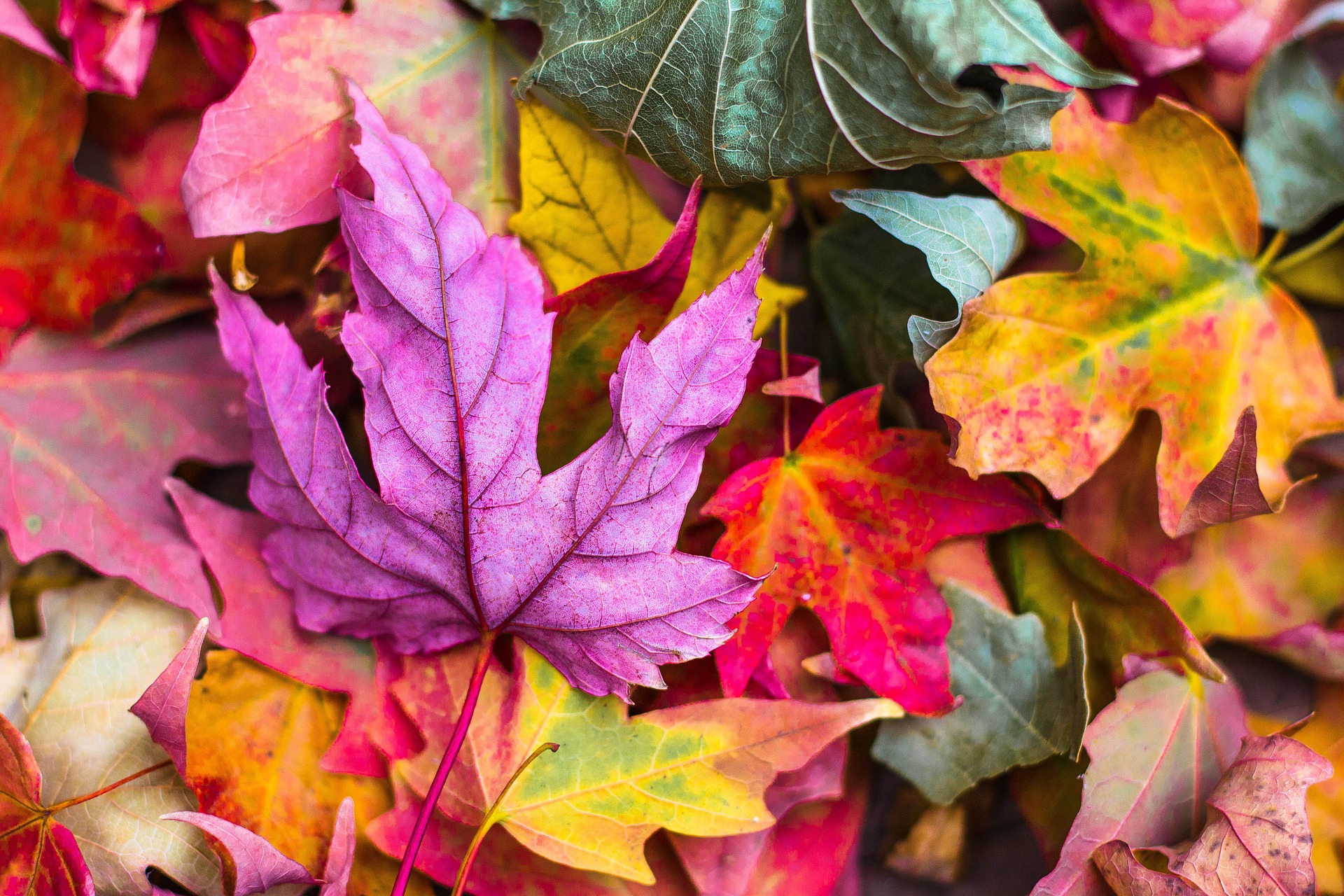 Foliage d'autunno