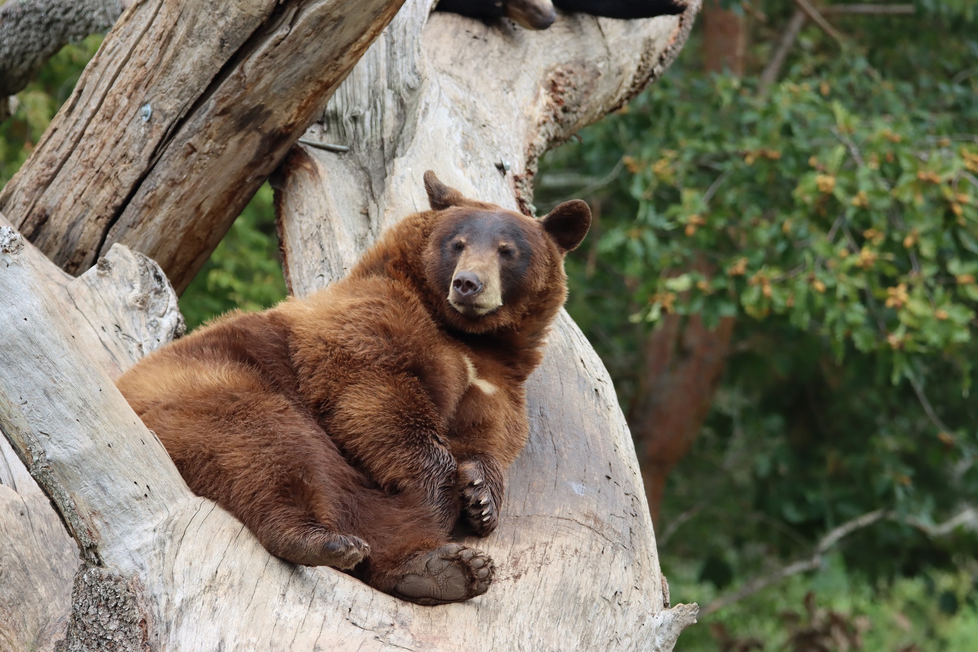 Grizzly