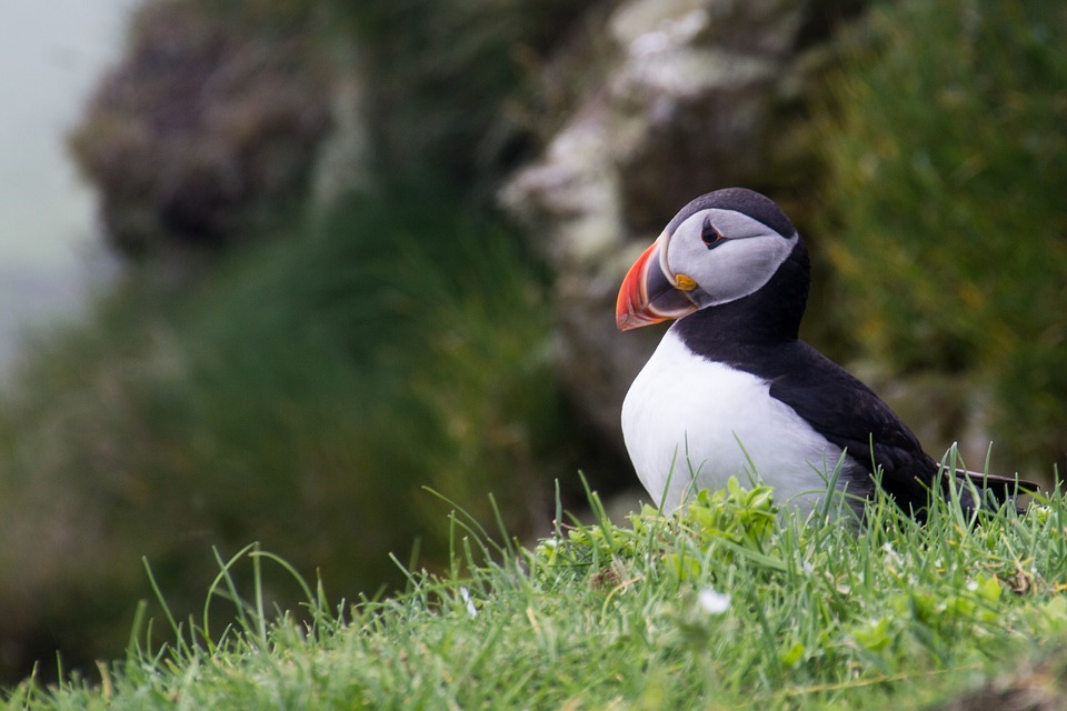 Pulcinella di mare - Isole Faroe