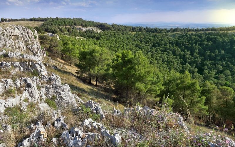 Gravina in Puglia