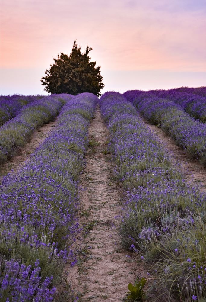 sale san giovanni lavanda