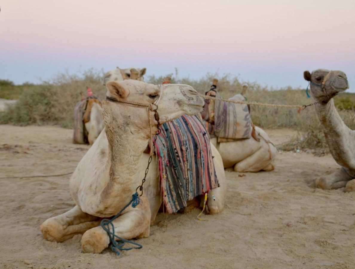 "Cammellata" nel deserto