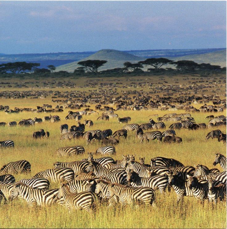 tanzania mete esotiche inverno