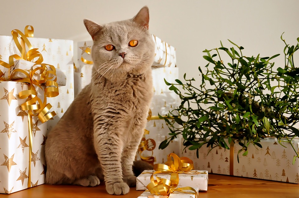 Yule Cat Islanda