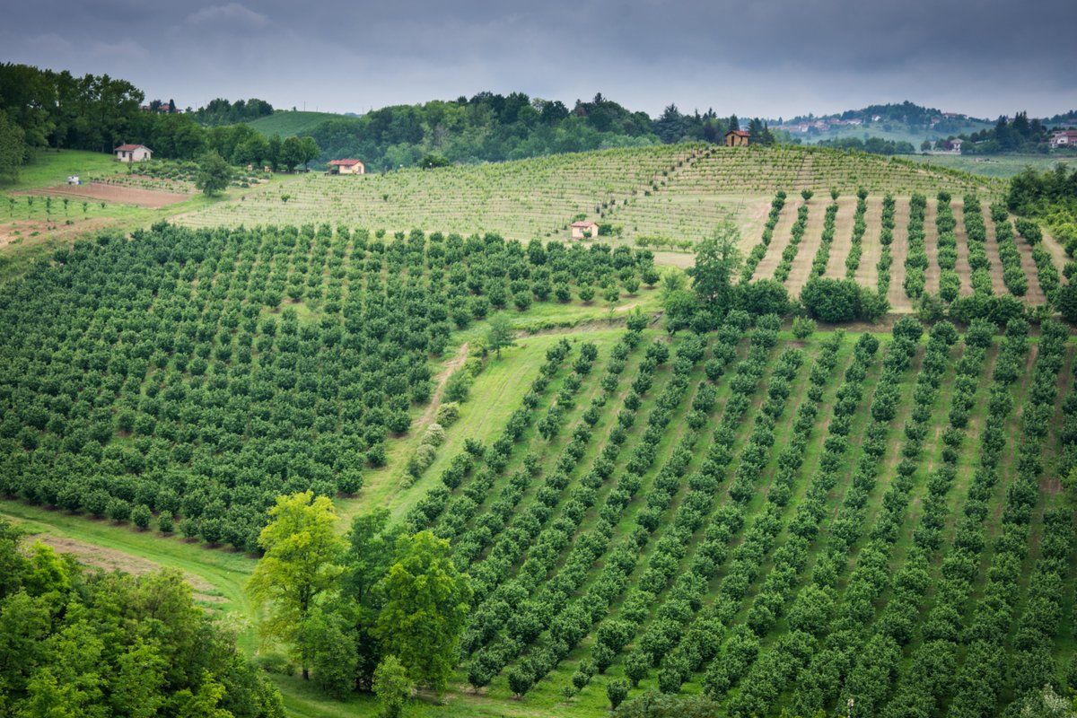 Paesaggio del Monferrato