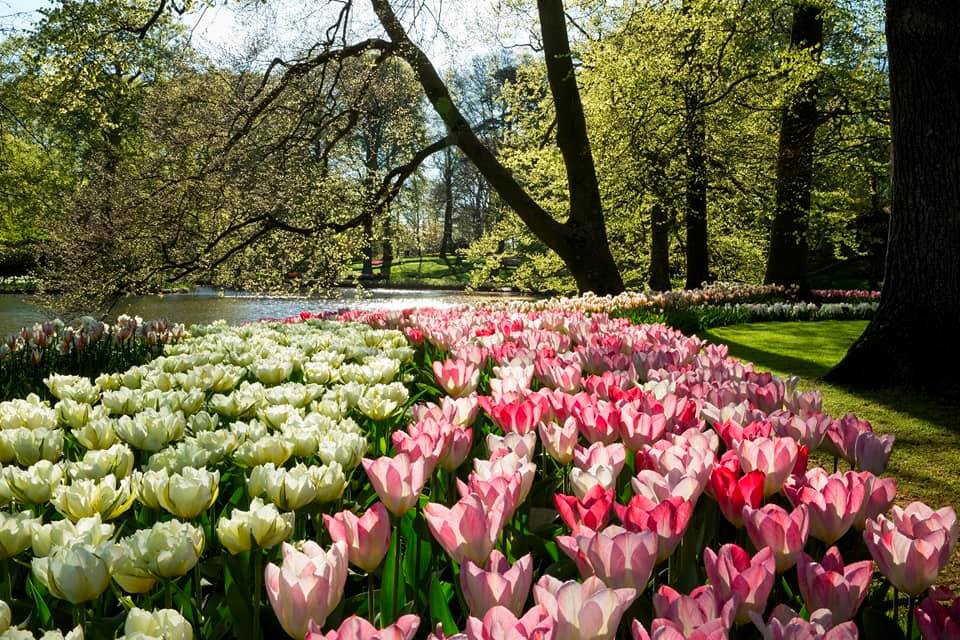 Keukenhof fiori