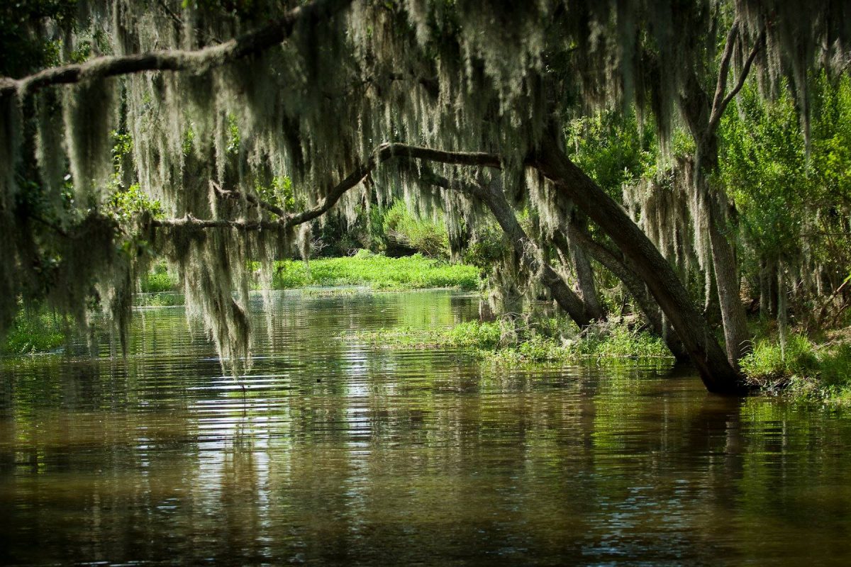 Louisiana bayous