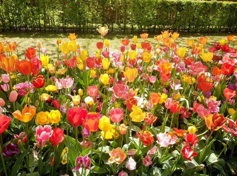 Parco Keukenhof
