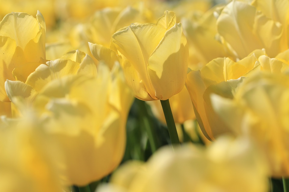 Tulipani fiori