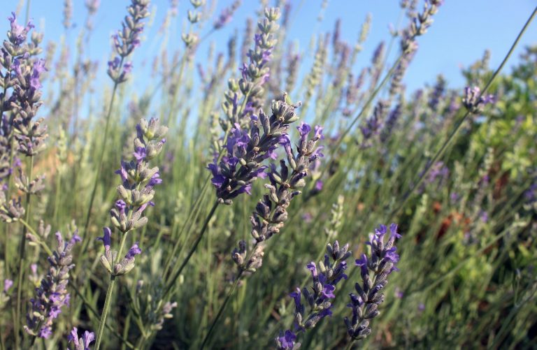 fioritura-della-lavanda-cover
