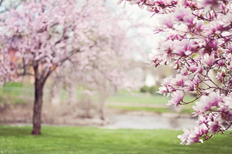 Gli alberi fioriti saranno i veri protagonisti del viaggio
