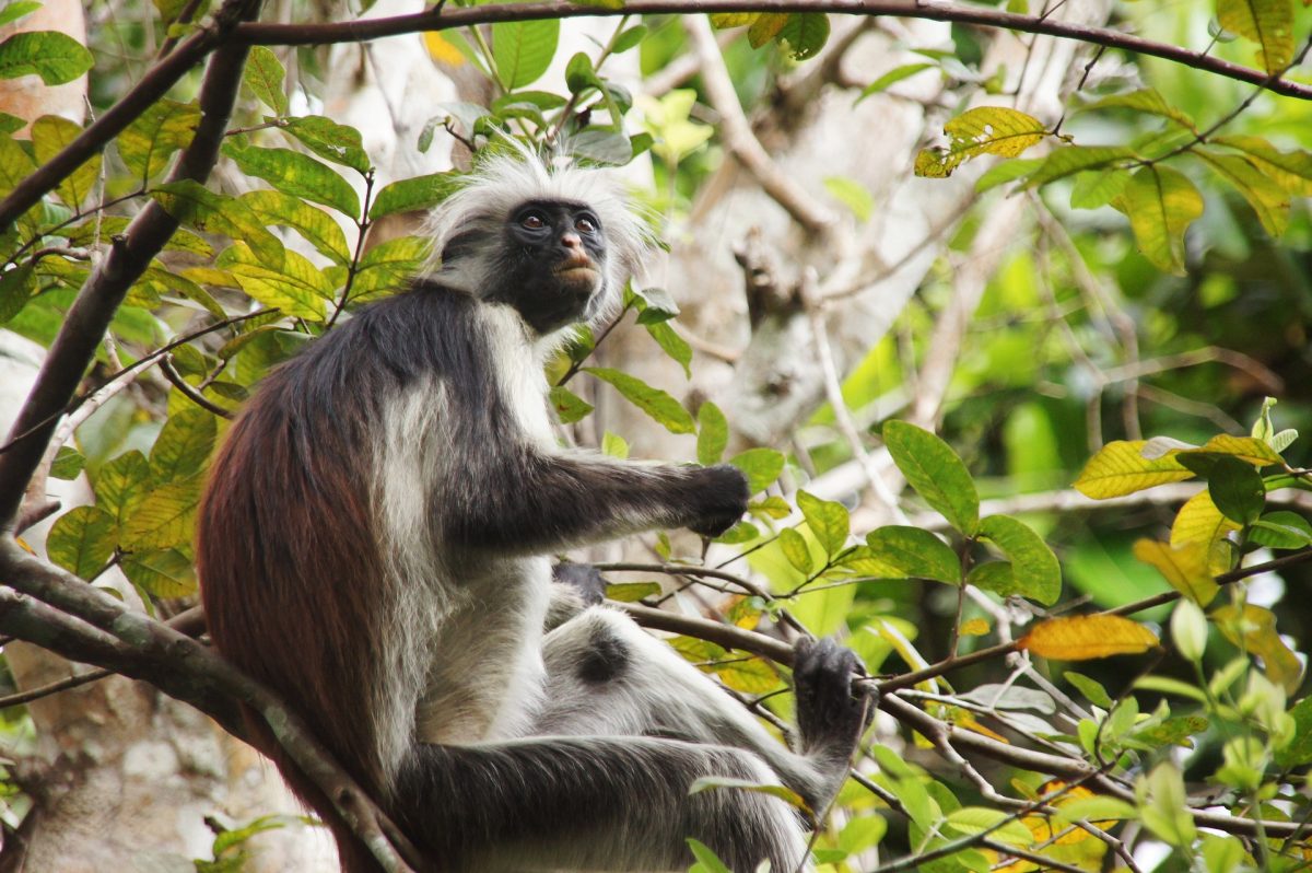 red monkey g5bc414de2 1920 1200x798