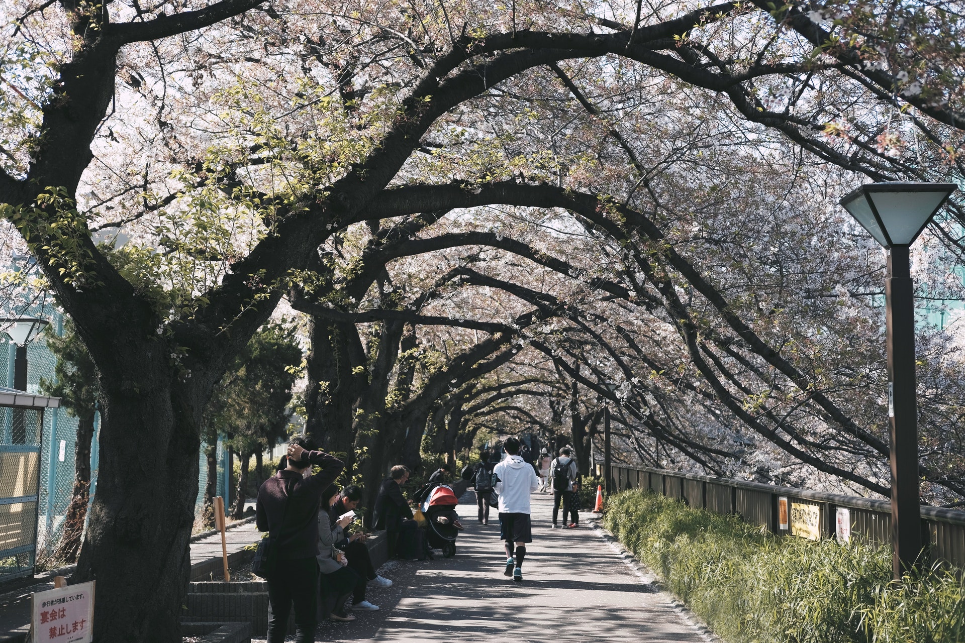 parchi più belli di Tokyo
