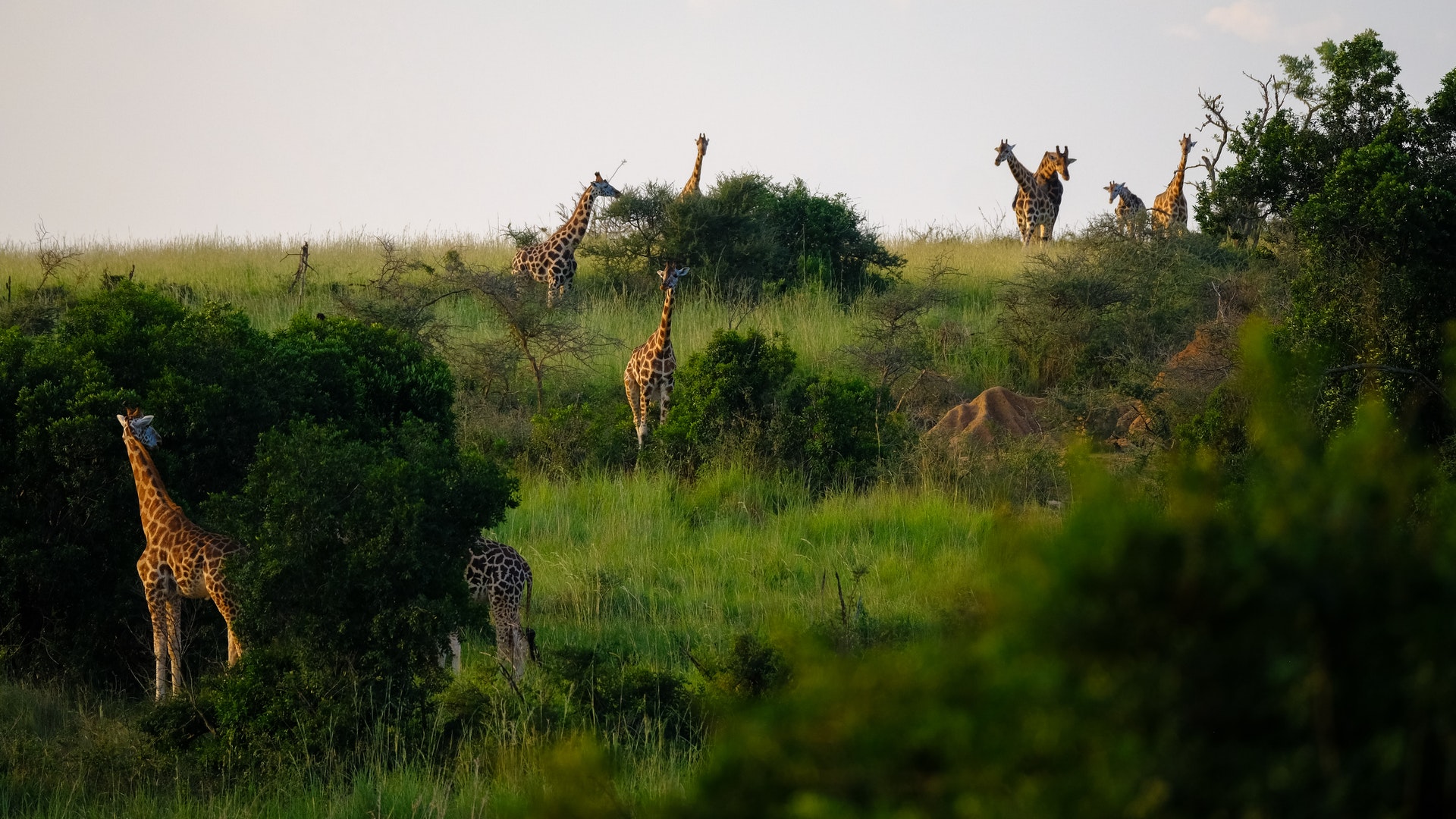 località safari in Texas