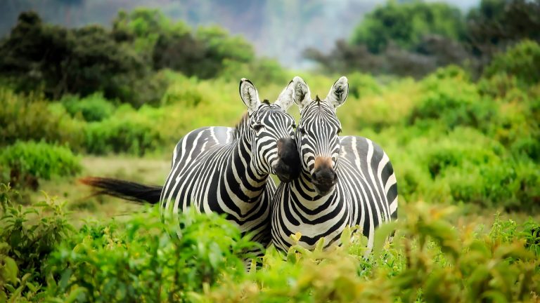 safari in Texas
