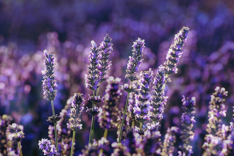 campi di lavanda in Provenza