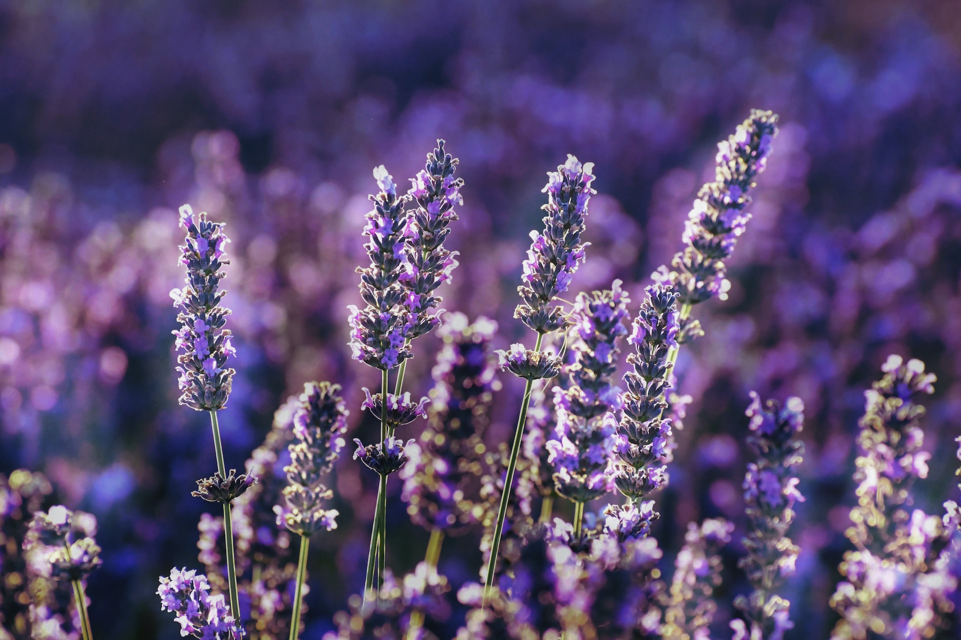 campi di lavanda in Provenza