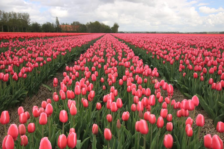 tulipani paesi bassi