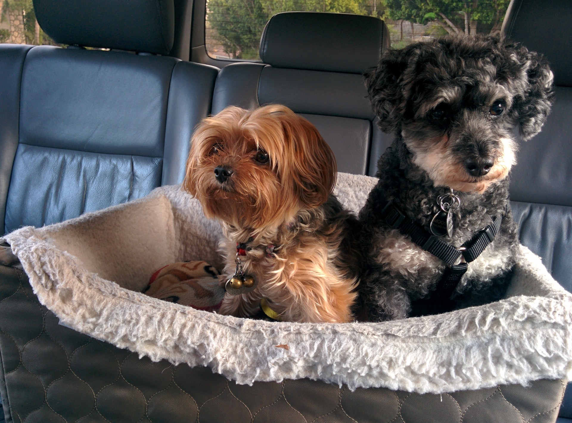 come viaggiare con cane macchina