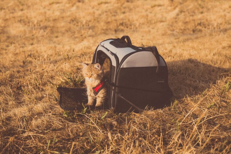 come viaggiare con gatto