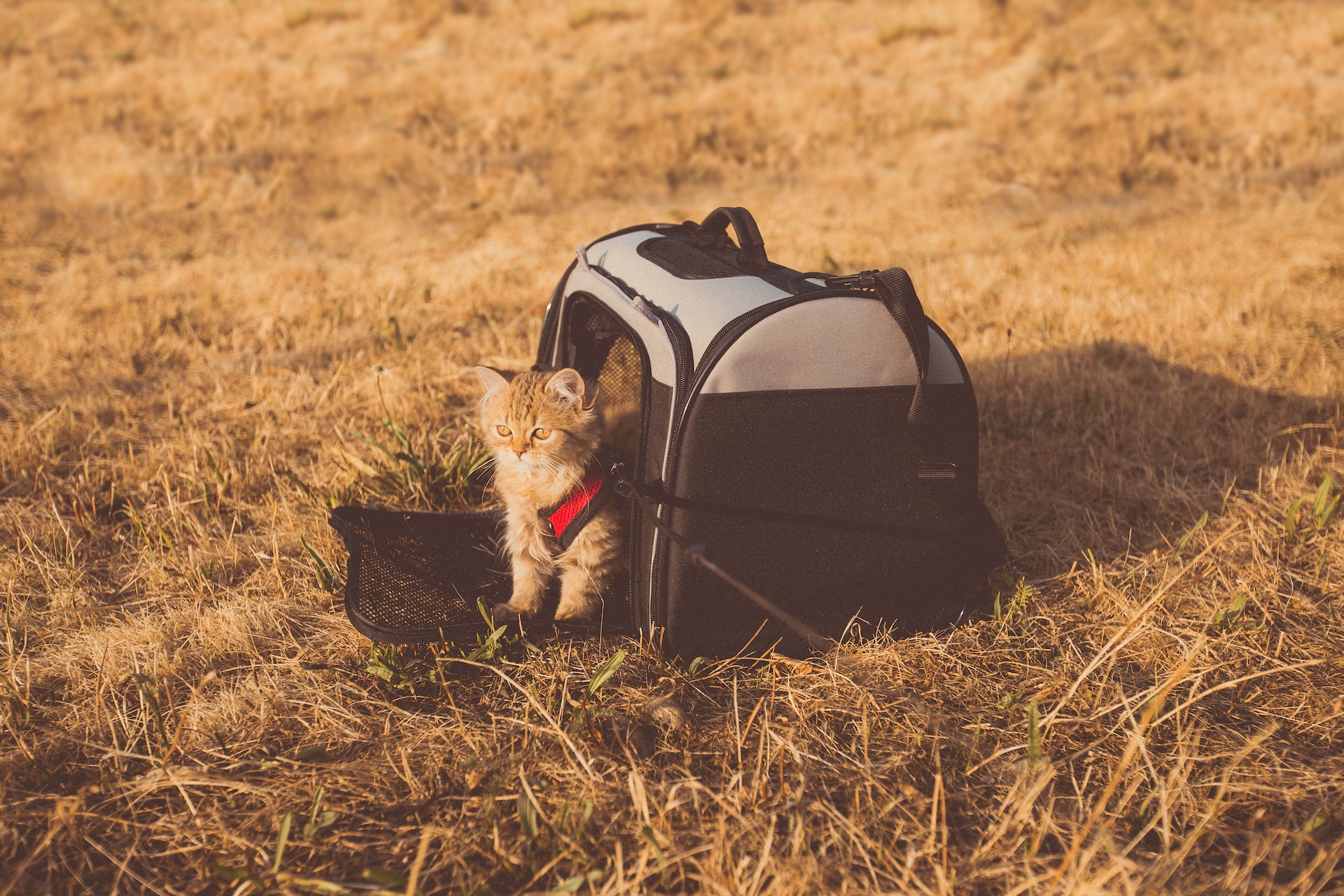 come viaggiare con gatto