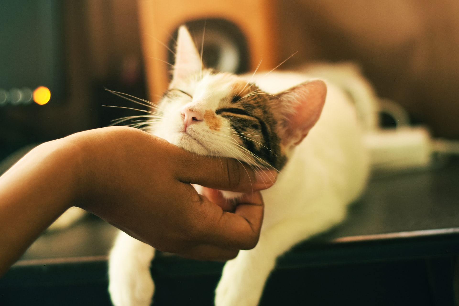 come viaggiare con un gatto in treno