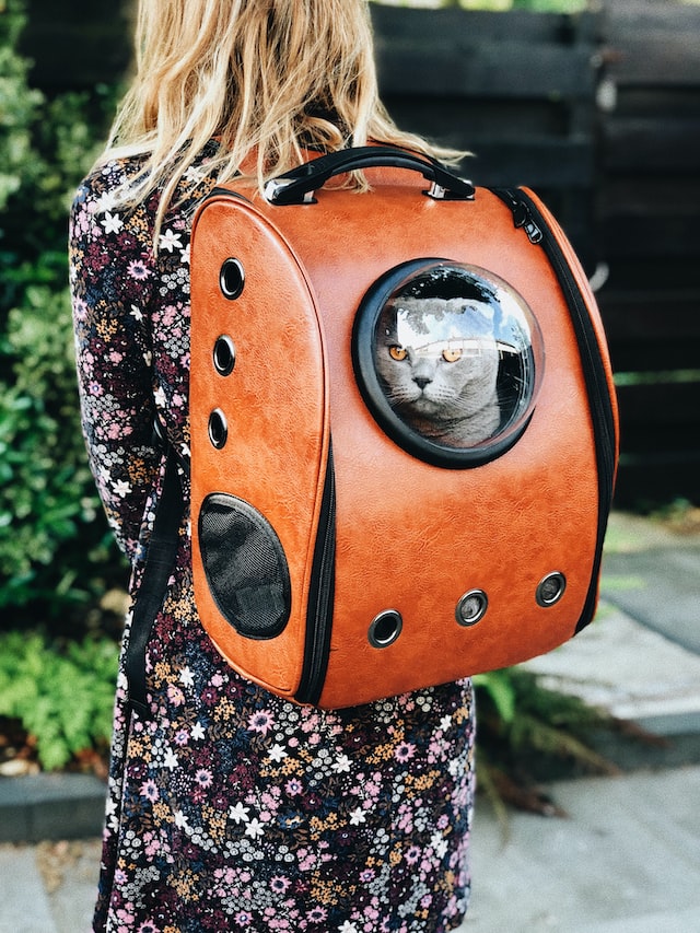 come viaggiare con un gatto