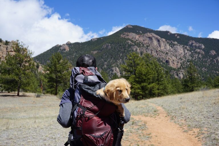 viaggiare con un cane