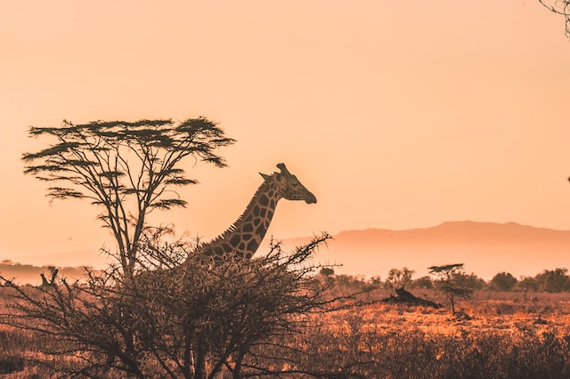 come organizzare un viaggio in kenya guida