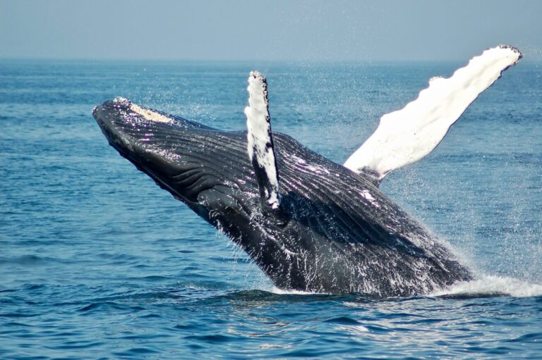 orario migliore per avvistamento balene