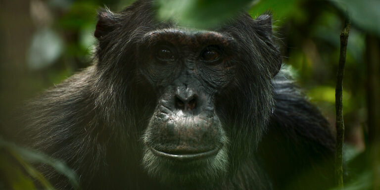 location di chimp empire