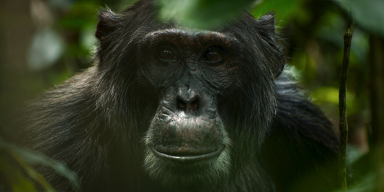 location di chimp empire