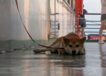 Consigli per viaggiare con animali in traghetto