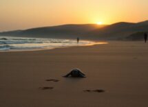Tartarughe marine: come scegliere spiagge e tour responsabili