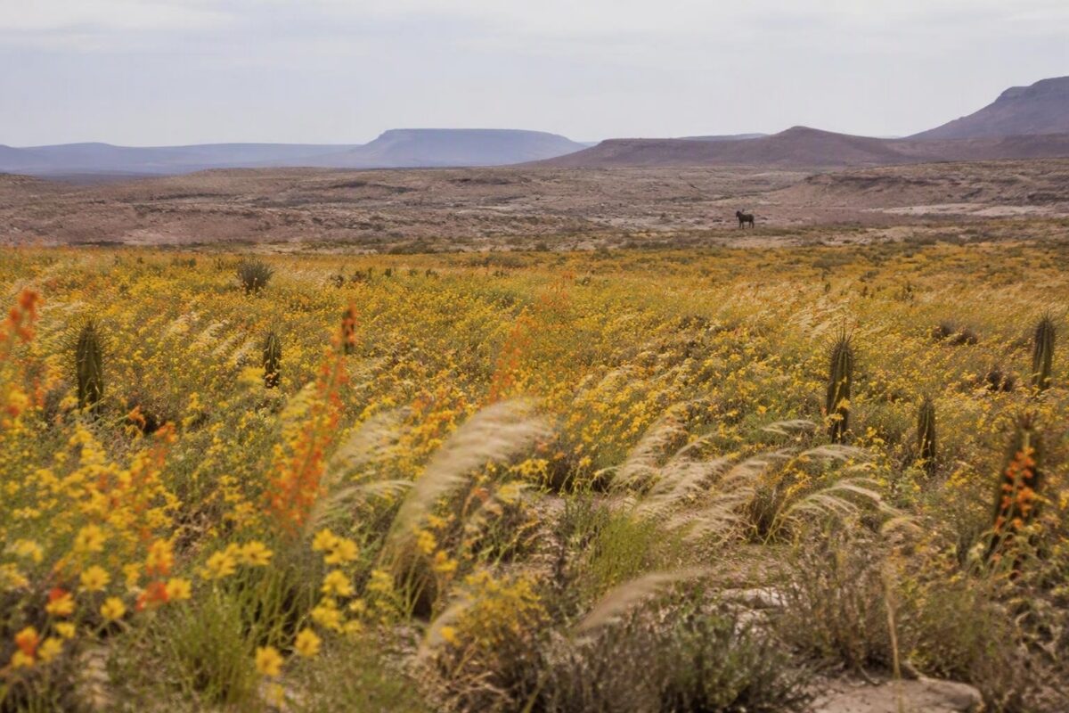 Fioritura sorprendente nell’Atacama: l’effetto El Niño