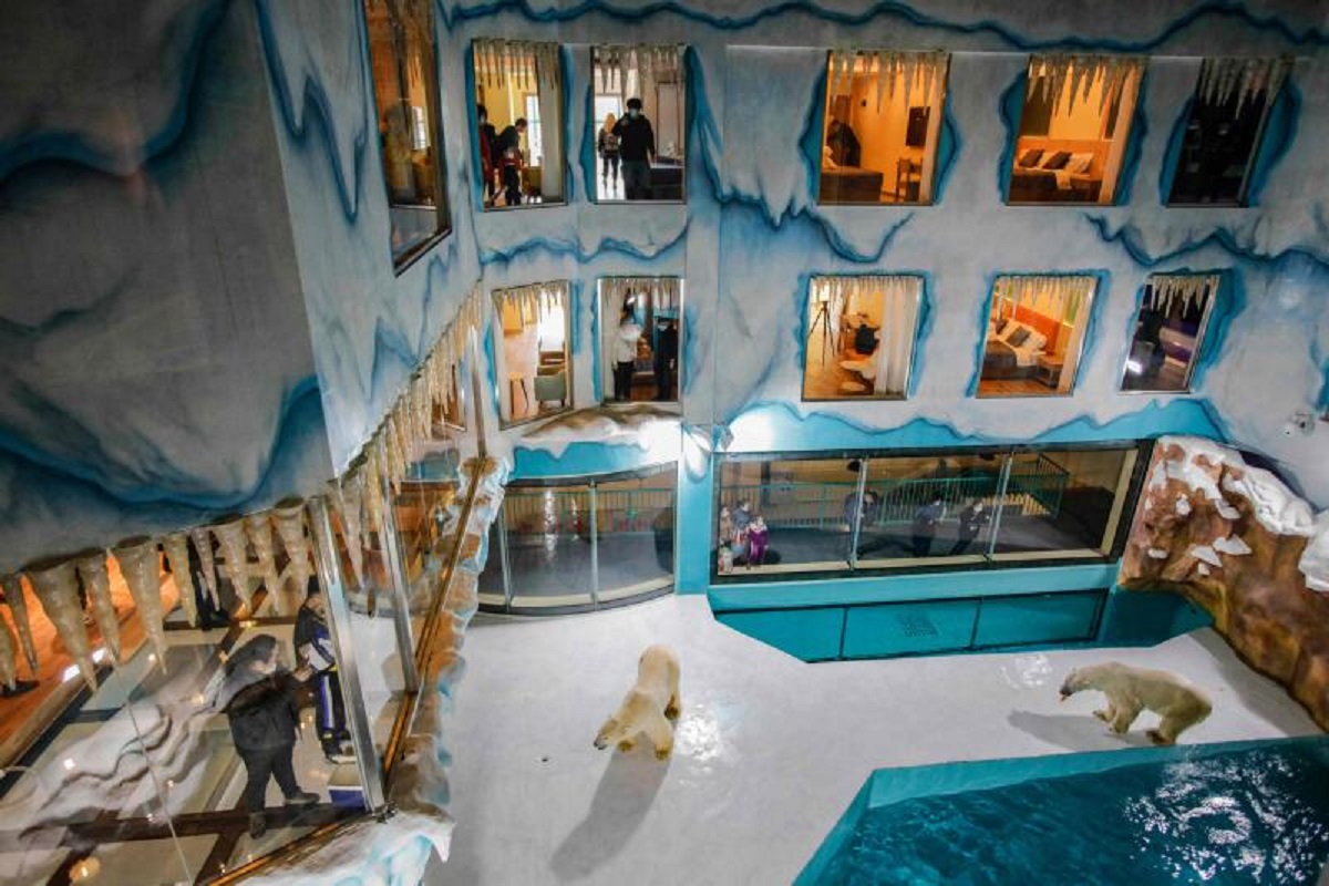 Inauguran hotel de osos polares en China: precios y curiosidades