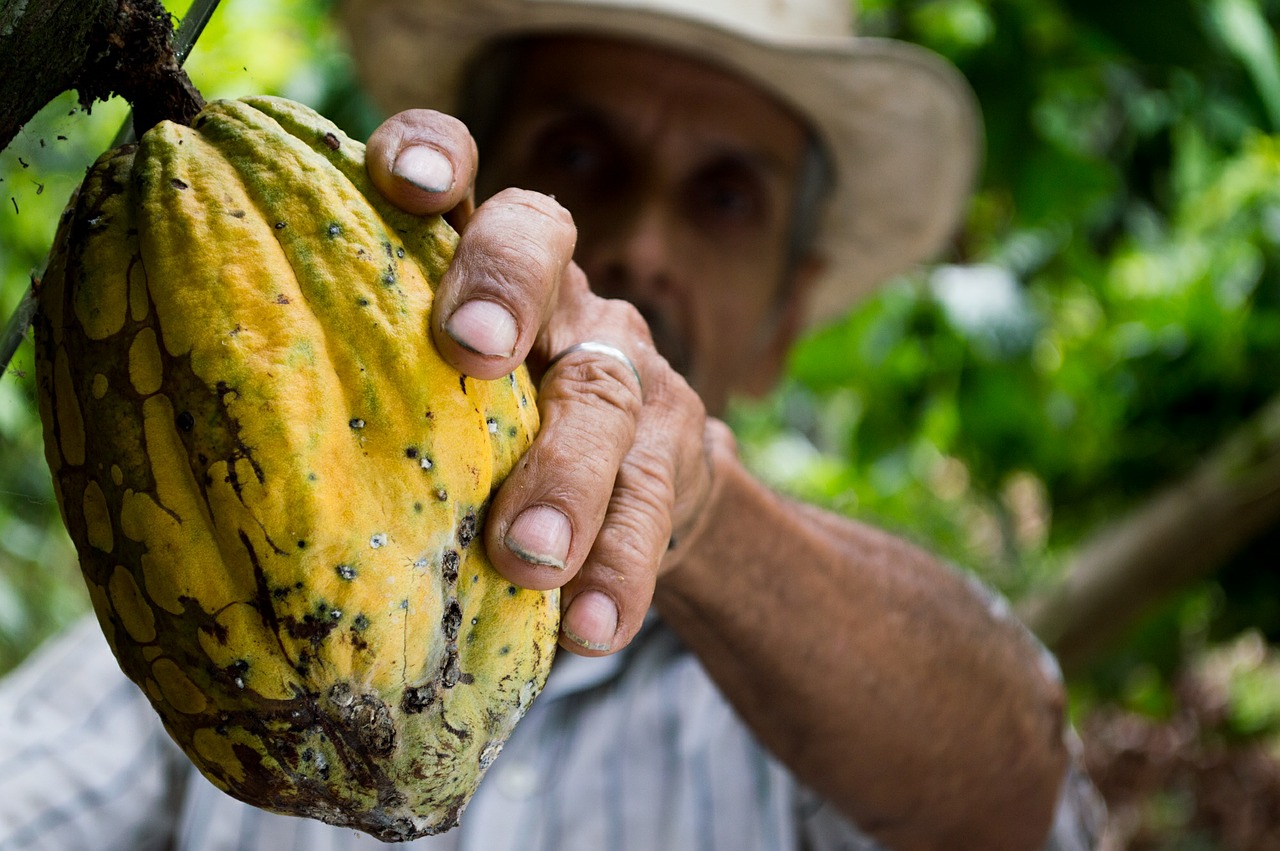 Perú, el viaje entre plantaciones de cacao