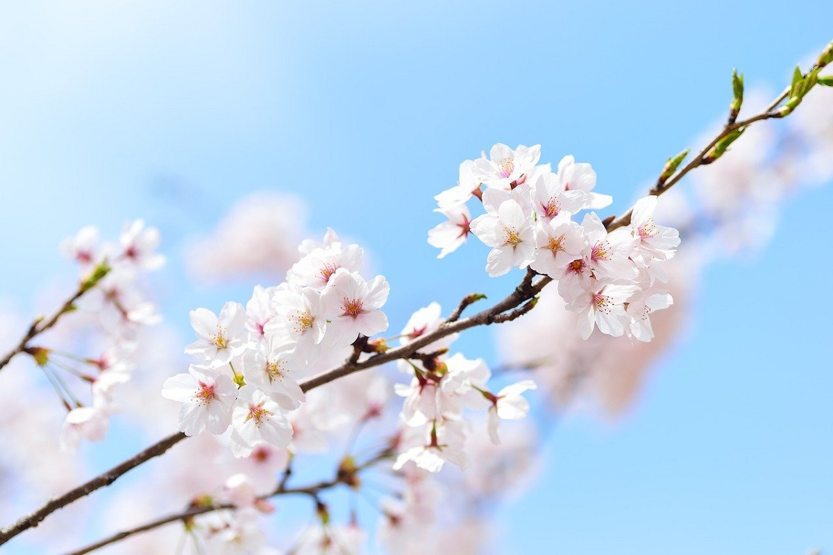 Flor de cerezo en Japón 2021: previsiones y fechas