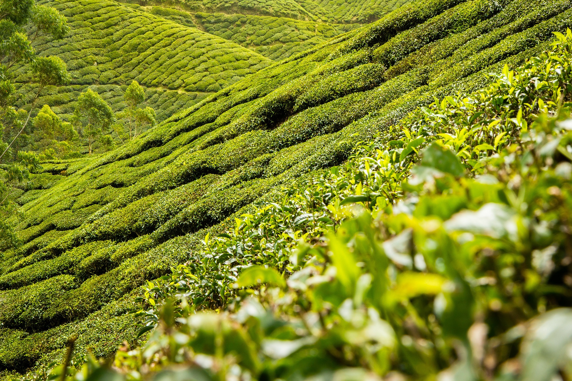 Yibin: la plantación de té más hermosa del mundo