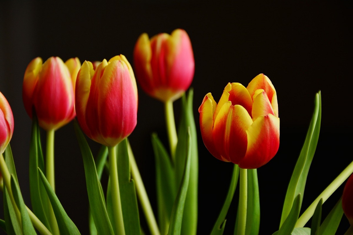 Campos de tulipanes en Lombardía