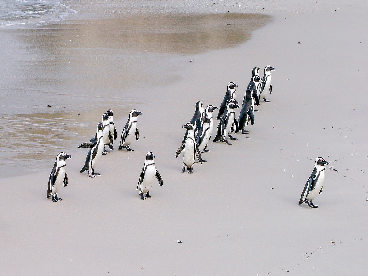 Cómo visitar la playa de los pingüinos en Sudáfrica