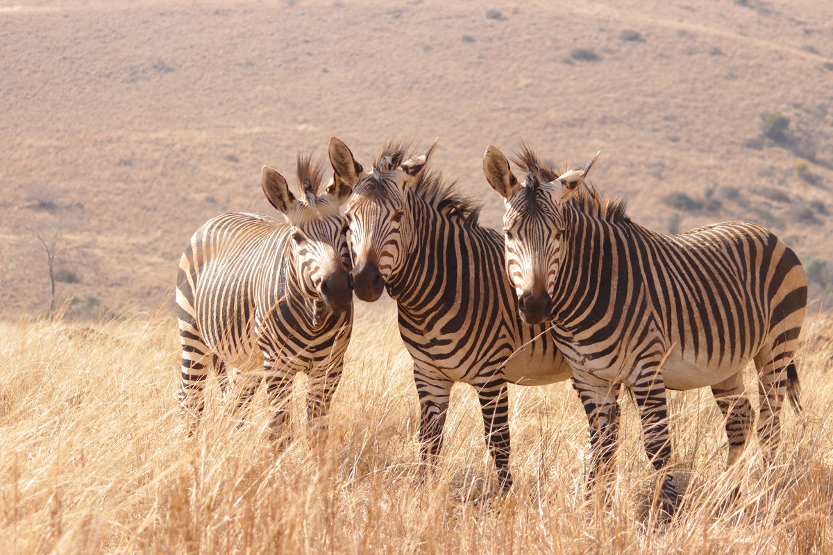 Antes de reservar un Safari ten en cuenta estas 7 cosas