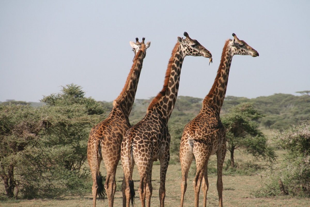 14 lugares para hacer safari en África