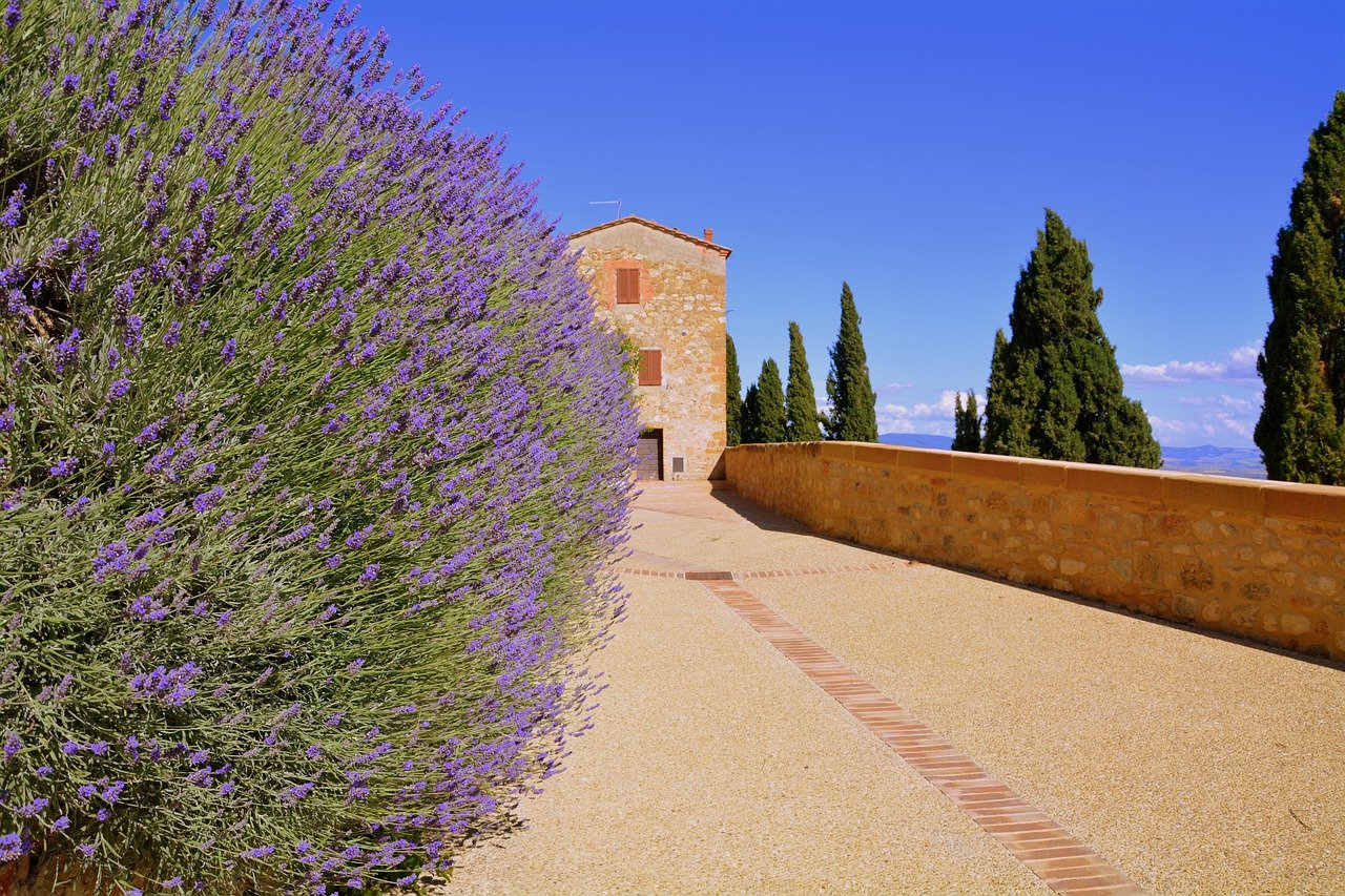 Lavanda en flor: dónde verla en Italia